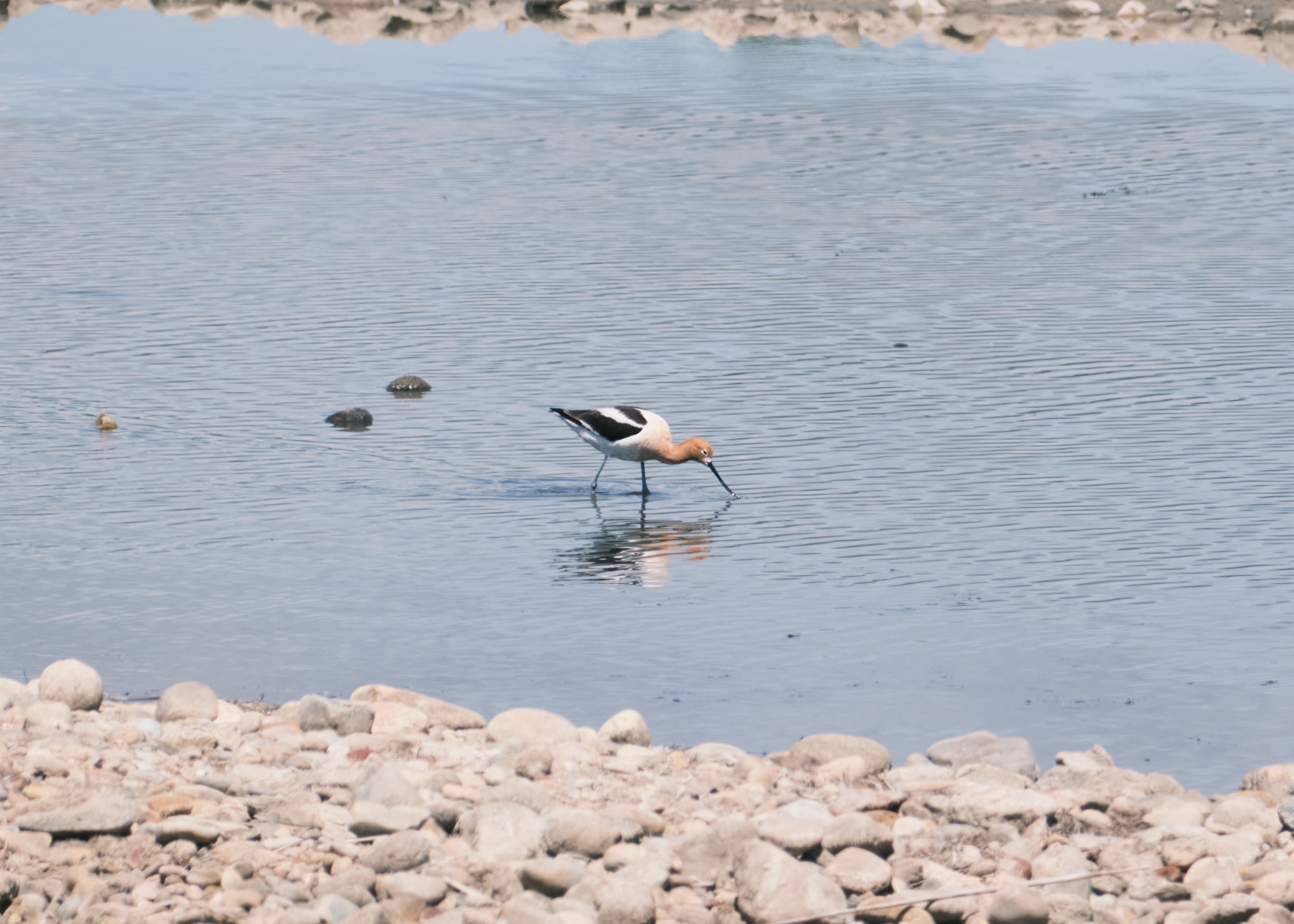 An American avocet skimming the water