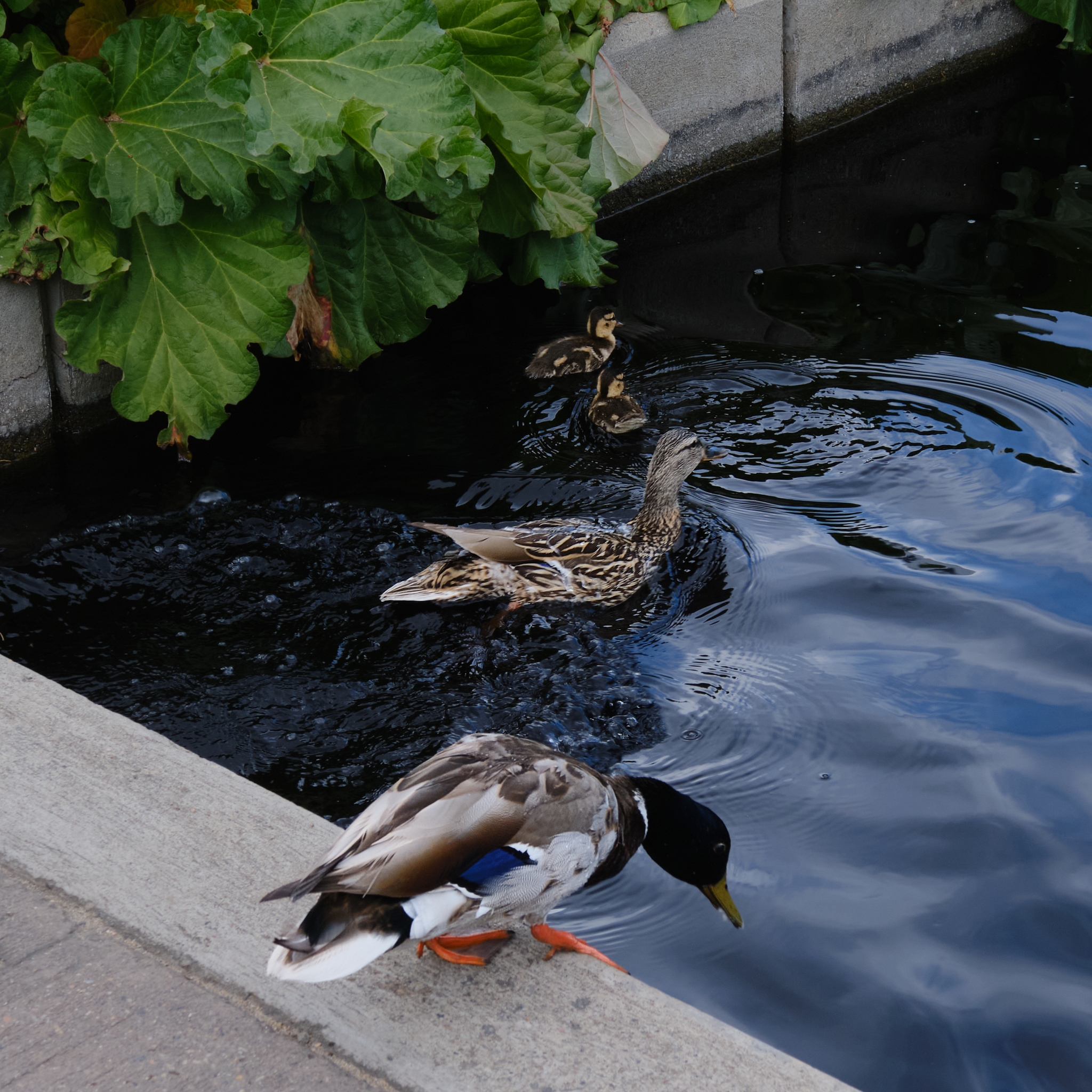 A male and female mallard with two ducklings in ink-black water