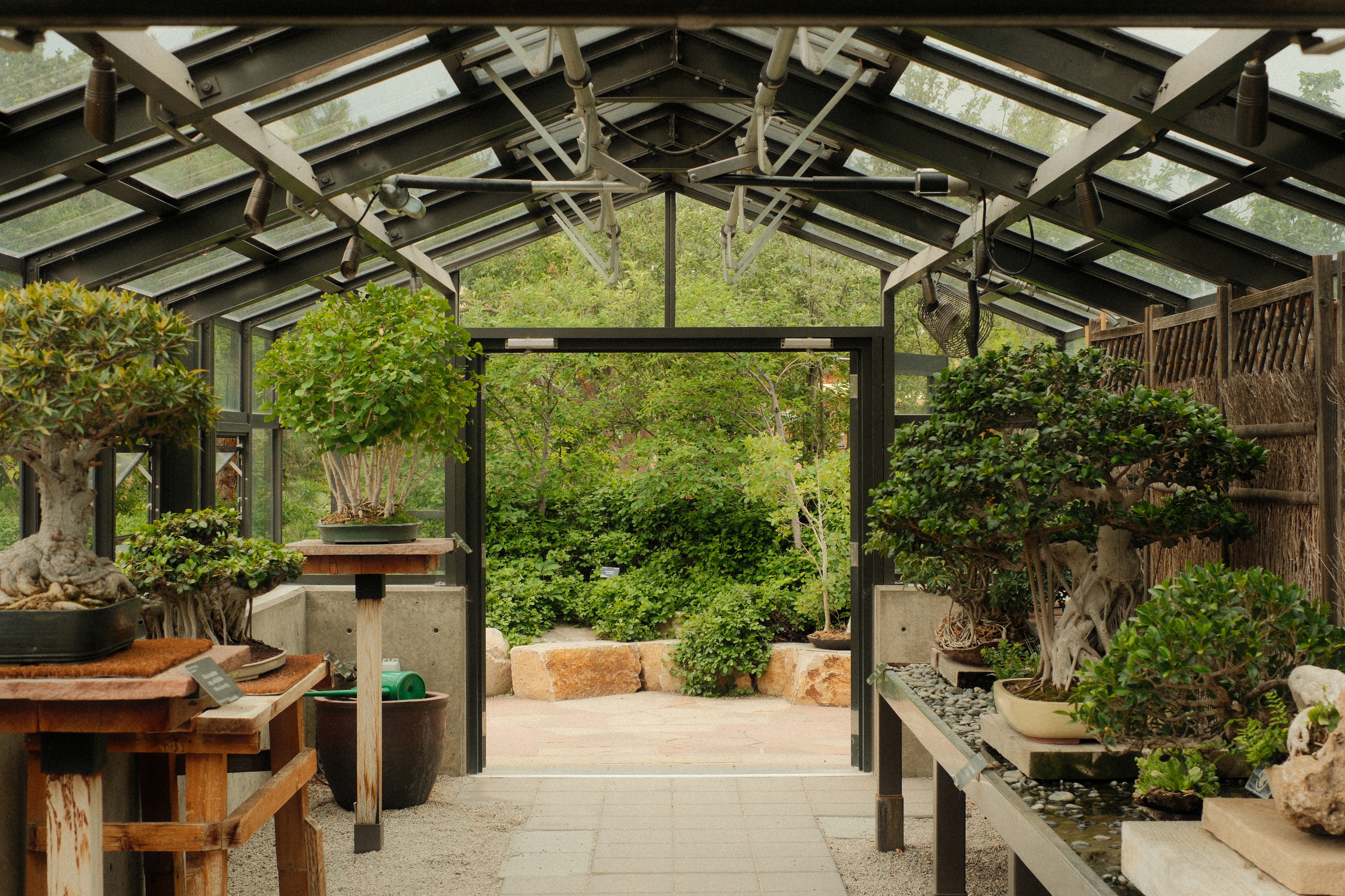 Interior of a glass greenhouse with a peaked metal-framed roof, lined with bonsai trees displayed on wooden stands and stone benches. An open doorway at the center leads out to lush green garden foliage and a sandstone-paved path. A bamboo screen runs along the right wall.