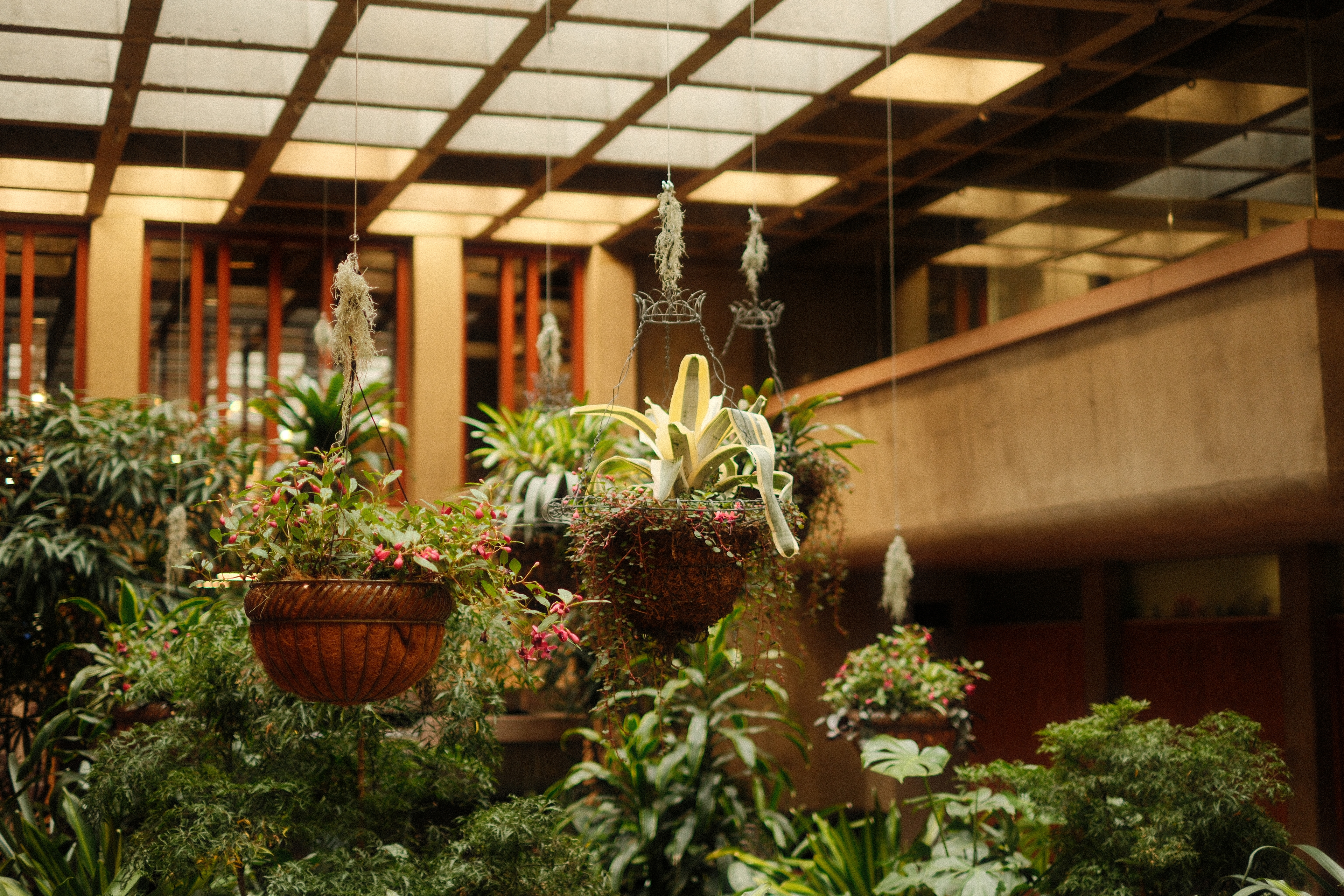 A lush indoor atrium with hanging baskets of trailing plants, pink flowers, and Spanish moss suspended from a wood-beamed coffered ceiling. Dense tropical foliage fills the foreground, with warm-toned columns and a tiered balcony in the background.