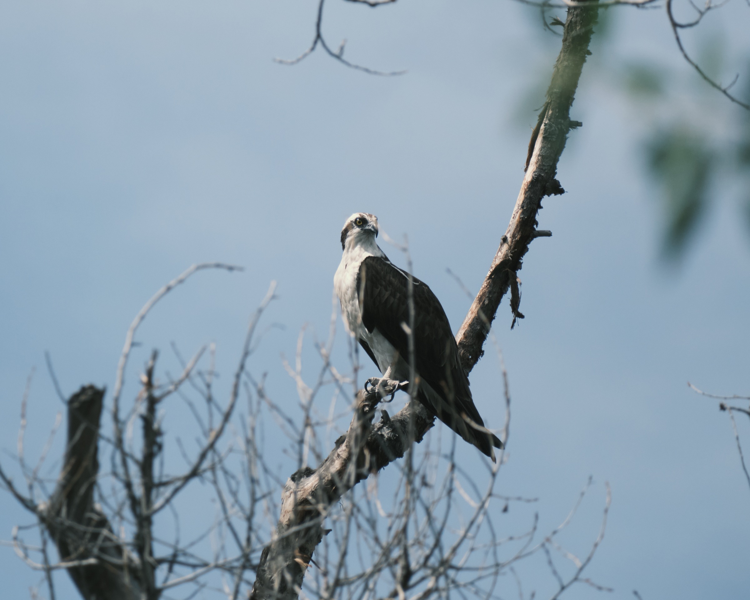An osprey set against a hazy sky.