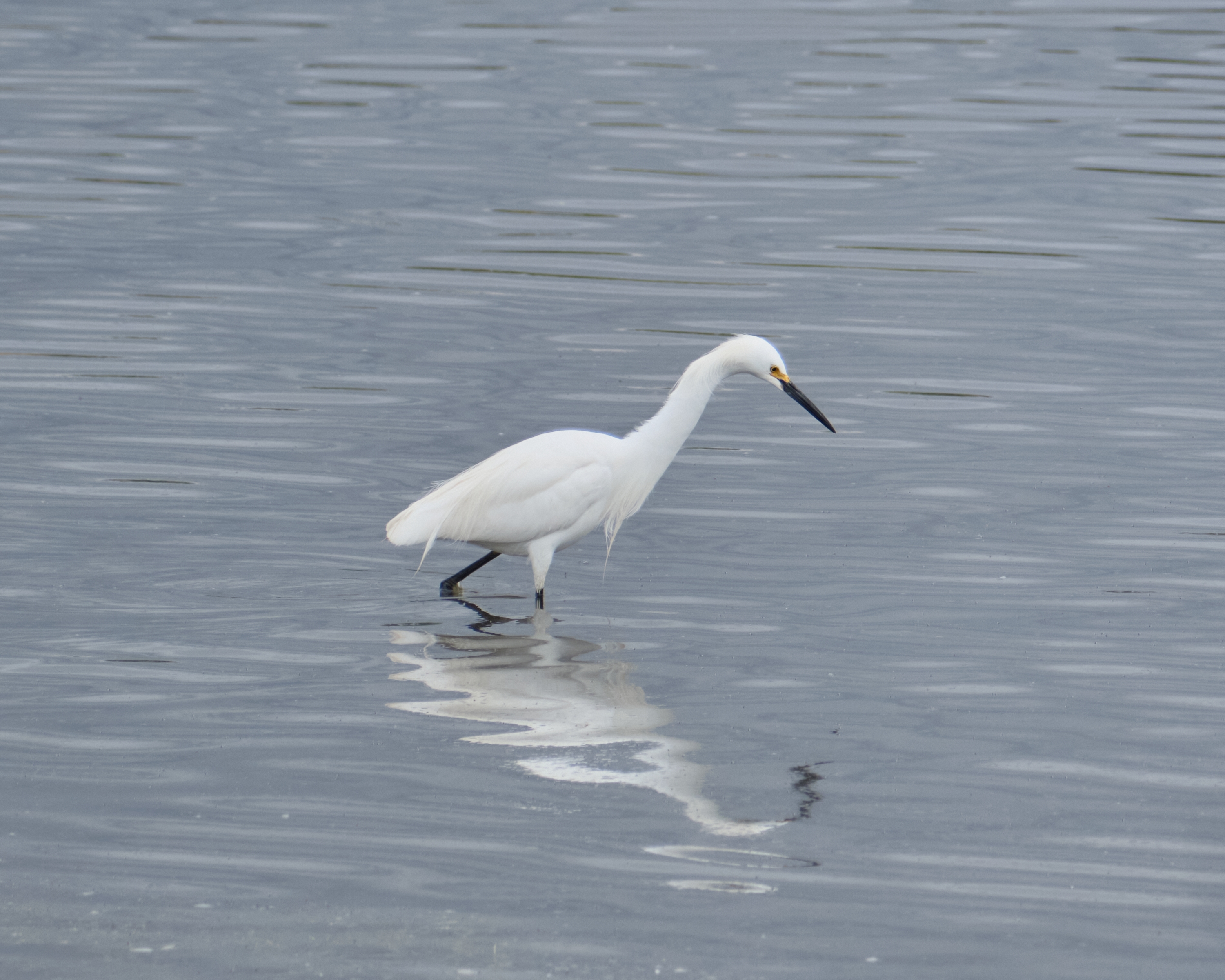 A snowy egret standing erect looking to hunt