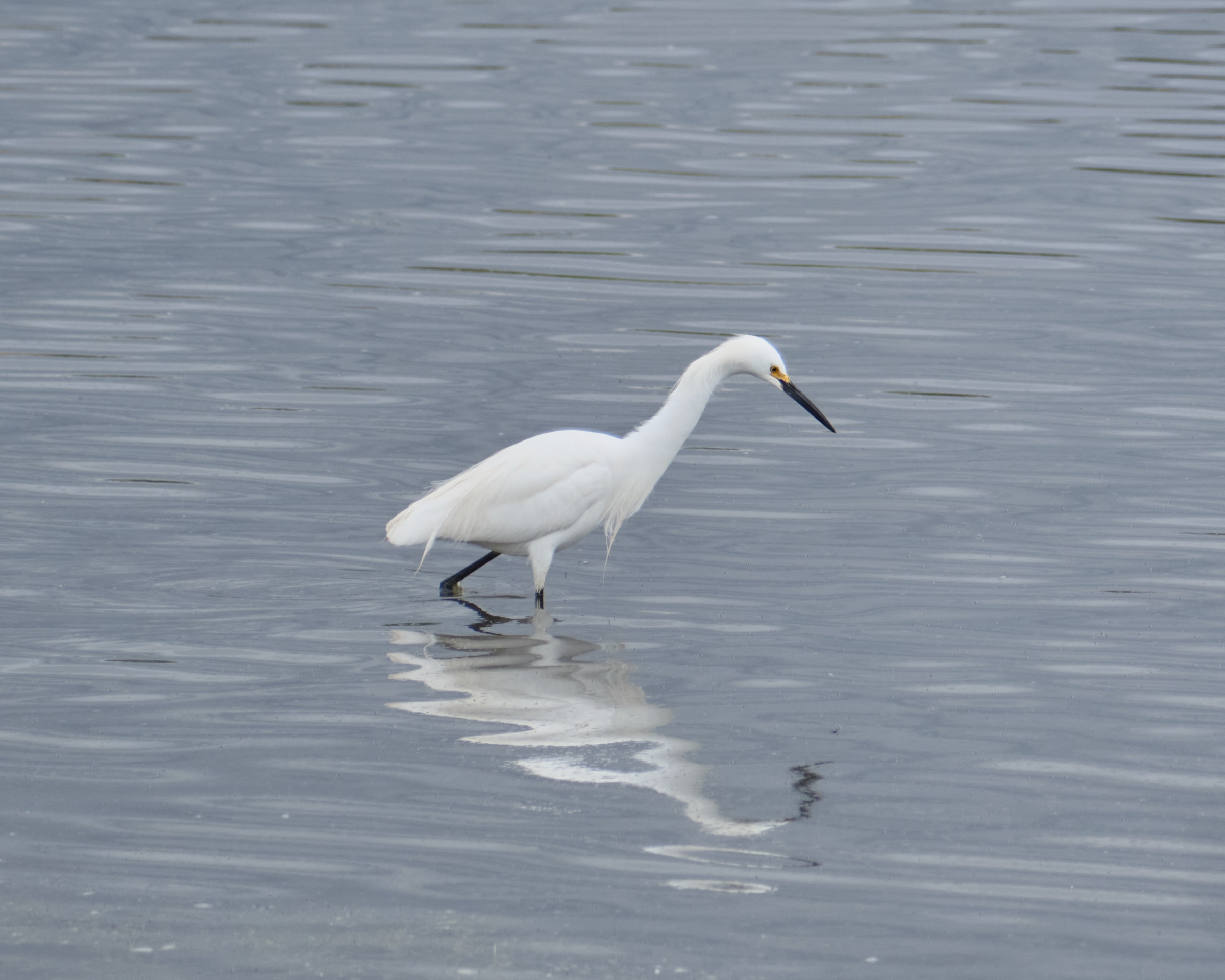 A snowy egret standing erect looking to hunt